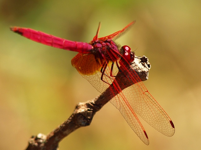 PA316268.jpg